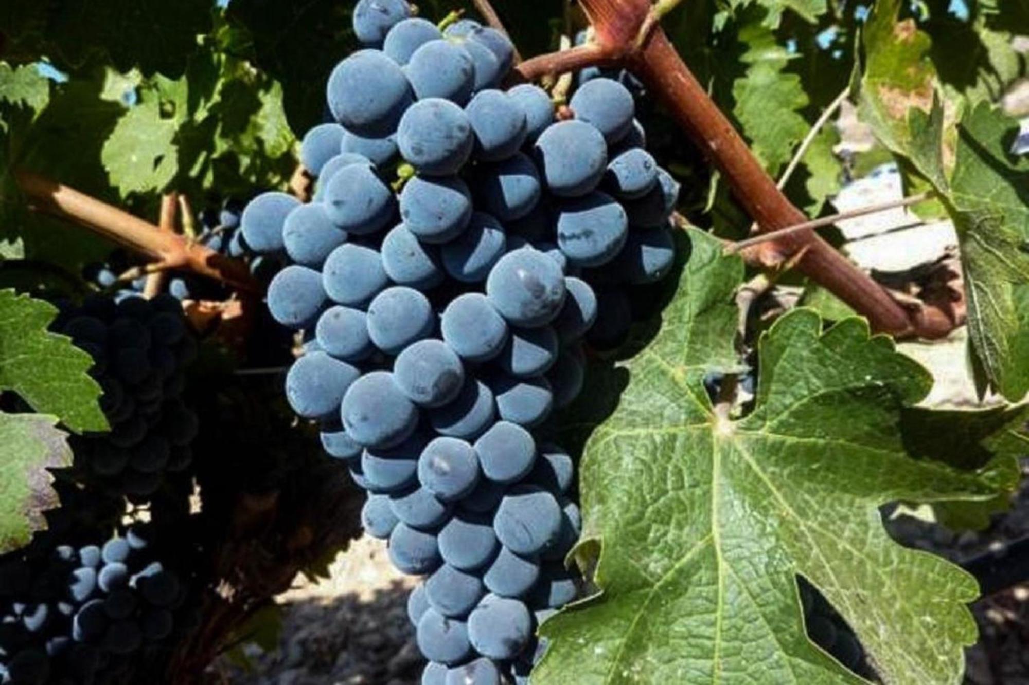 Sobreiro's In Douro Valley Hébergement de vacances