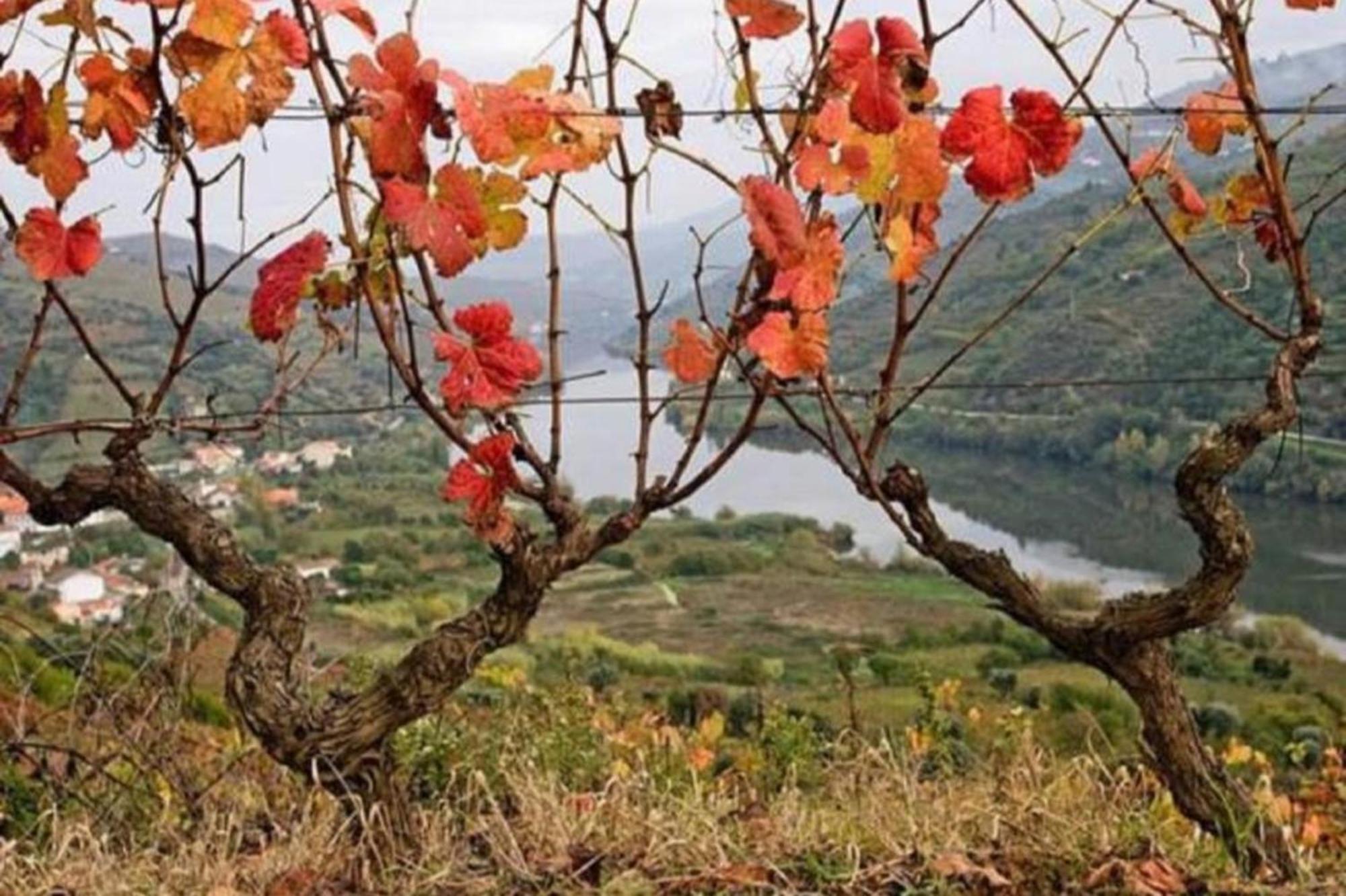 Hébergement de vacances Sobreiro's In Douro Valley Mesão Frio