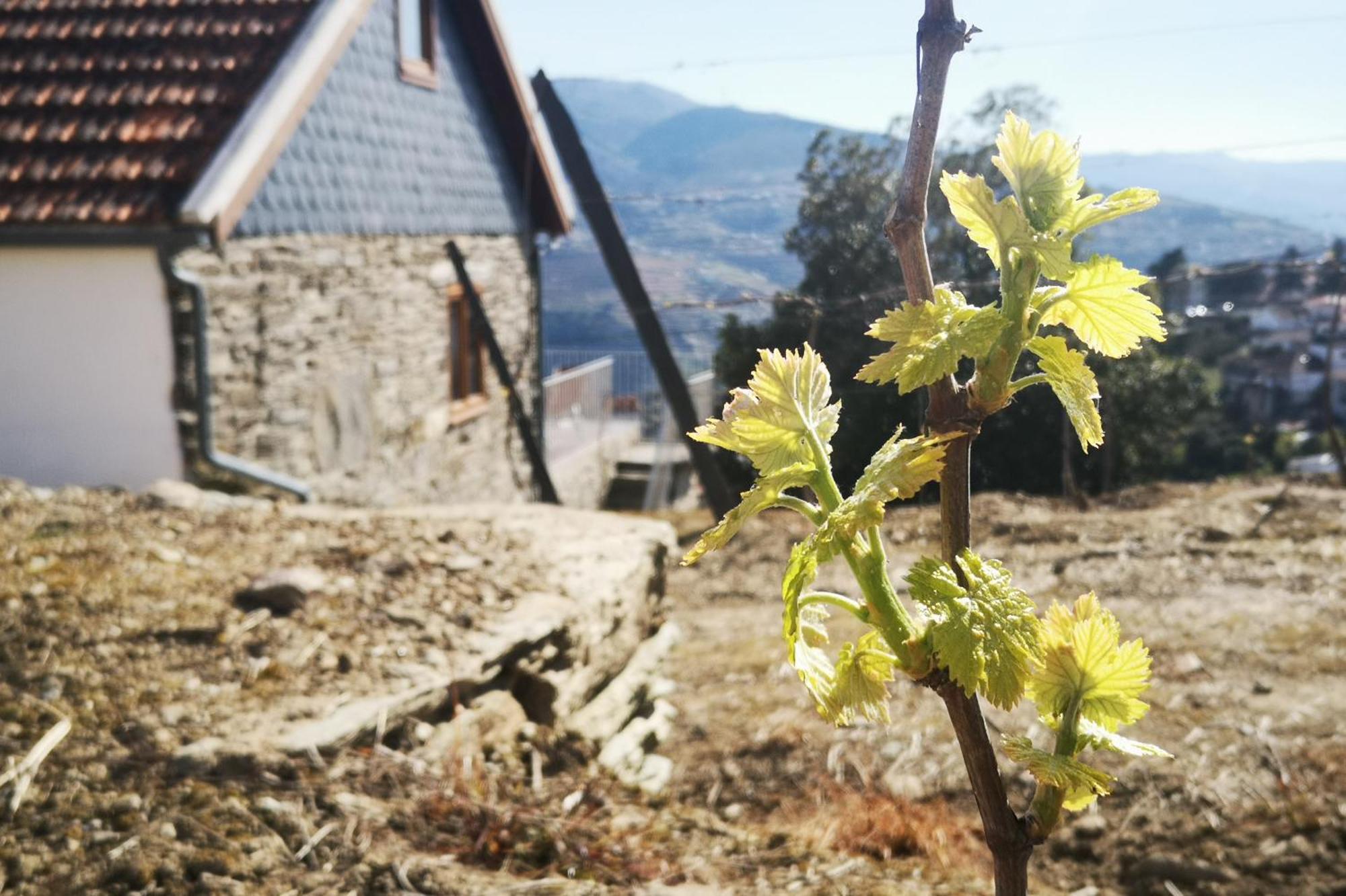 Sobreiro's In Douro Valley Mesão Frio